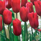 Ariel Single Late Tulip 8 Bulbs 12/+ cm Bulbs Bright Red Blooms