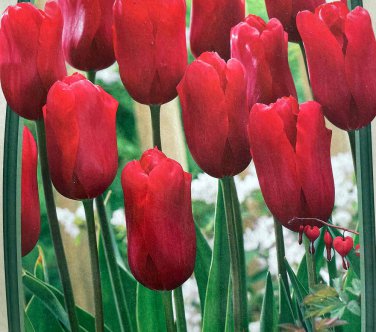 Ariel Single Late Tulip 8 Bulbs 12/+ cm Bulbs Bright Red Blooms