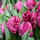 Parrot Prince Tulip 10 bulbs 12/+ cm Bulbs NEW