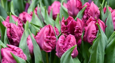 Parrot Prince Tulip 10 bulbs 12/+ cm Bulbs NEW