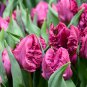 Parrot Prince Tulip 10 bulbs 12/+ cm Bulbs NEW