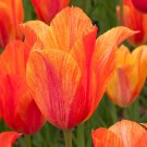 El Nino Single Late Tulip 8 Bulbs 12/+ cm Bulbs