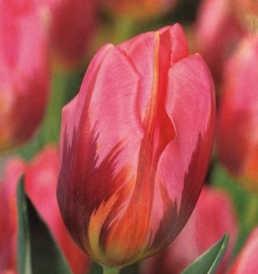 Pretty Princess Triumph Tulip 7 Bulbs Exclusive 12/+ cm Bulbs