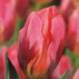 Pretty Princess Triumph Tulip 7 Bulbs Exclusive 12/+ cm Bulbs