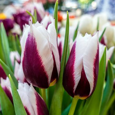 Rimini Triumph Tulip 10 Bulbs NEW 12/+ cm Bulbs