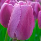 Purple Pride Darwin Tulip 8 Bulbs 12/+ cm Bulbs Large Flowers