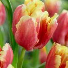 Dee Jay Parrot Tulip 6 Bulbs Bold Red and Yellow 12/+ cm Bulbs NEW