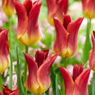 Striking Match Lily Flowering Tulip 6 Bulbs 12/+ cm Bulbs NEW