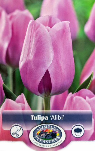 Alibi Triumph Tulip 8 Bulbs Lavender Blooms 12/+ cm Bulbs