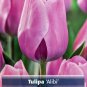 Alibi Triumph Tulip 8 Bulbs Lavender Blooms 12/+ cm Bulbs