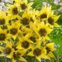 Lucca Species Tulip 10 Bulbs Yellow and Chocolate 6/+cm Bulbs