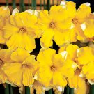 Banana Daiquiri Butterfly Daffodil 5 Bulbs 14/16 cm Bulbs