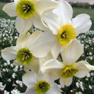 Sinopel Small Cupped Daffodil 5 Bulbs 14/16 cm Bulbs