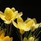 Romance Snow Crocus 20 Bulbs 5/+ cm Bulbs Soft Yellow Blooms