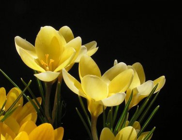 Romance Snow Crocus 20 Bulbs 5/+ cm Bulbs Soft Yellow Blooms