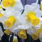 Golden Echo Daffodil 5 Bulbs NEW 12/14 cm Bulbs