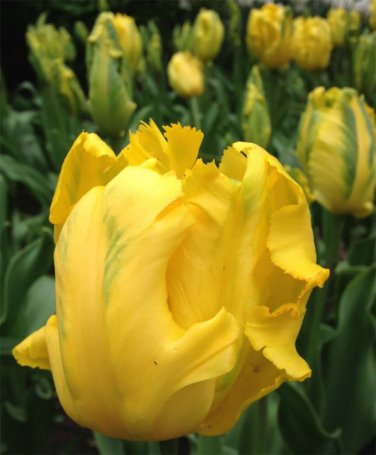 Texas Gold Parrot Tulip 6 Bulbs 12/+ cm Bulbs