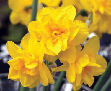 Golden Delicious Double Flowering Narcissus/Daffodil 10 Bulbs 12/14 cm Bulbs