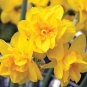 Golden Delicious Double Flowering Narcissus/Daffodil 10 Bulbs 12/14 cm Bulbs