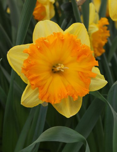 Ferris Wheel Large Cup Daffodil 4 Bulbs 14/16 cm Bulbs
