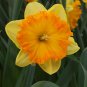 Ferris Wheel Large Cup Daffodil 4 Bulbs 14/16 cm Bulbs