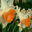 Chromacolor Large Cup Daffodil 5 Bulbs Long Flowering Period