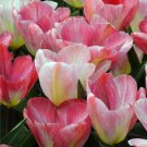 Flaming Emperor Fosteriana Tulip 8 Bulbs 12/+ cm Bulbs
