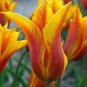 Vendee Globe LilyFlowered Tulip 8 Bulbs 12/+cm Bulbs NEW