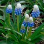 Mountain Lady Grape Hyacinth 10 Bulbs 8/9cm Bulbs Muscari