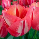 Spring Break Triumph Tulip 8 Bulbs 12/+ cm Bulbs NEW