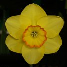 Pacific Rim Small Cupped Daffodil 5 Bulbs 14/16 cm Bulbs