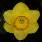 Pacific Rim Small Cupped Daffodil 5 Bulbs 14/16 cm Bulbs
