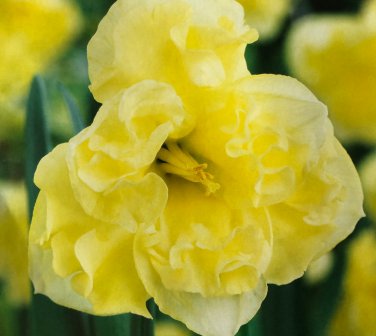 Sunny Side Up Daffodil 5 Bulbs Soft Yellow 14/16 cm Bulbs