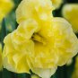 Sunny Side Up Daffodil 5 Bulbs Soft Yellow 14/16 cm Bulbs