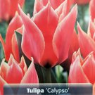 Calypso Greigii Tulip 8 Bulbs Glowing OrangeRed Blooms 12/+cm Bulbs