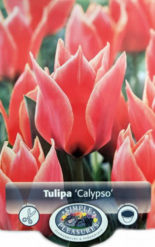 Calypso Greigii Tulip 8 Bulbs Glowing OrangeRed Blooms 12/+cm Bulbs