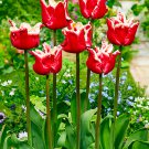 Elegant Crown Tulip 6 Bulbs 12/+ cm Bulbs NEW
