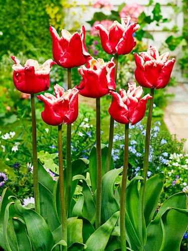 Elegant Crown Tulip 6 Bulbs 12/+ cm Bulbs NEW