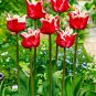 Elegant Crown Tulip 6 Bulbs 12/+ cm Bulbs NEW