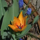 Moondance Perennial Tulip praestans 10 Bulbs Multi Flowering 10/11 cm Bulbs
