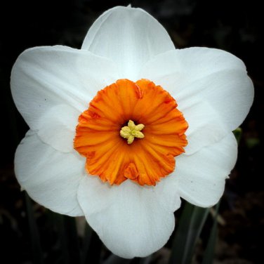Geranium Narcissus 8 Bulbs 14/16 cm Creamy/White and Orange/Mango Heirloom