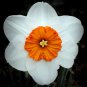 Geranium Narcissus 8 Bulbs 14/16 cm Creamy/White and Orange/Mango Heirloom