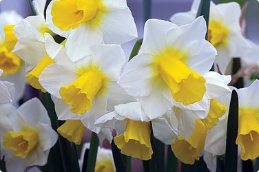 Golden Echo Daffodil 8 Bulbs NEW 12/14 cm Bulbs