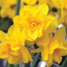 Golden Delicious Double Flowering Narcissus/Daffodil 8 Bulbs 10/12 cm Bulbs