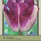 Colorado Proud Triumph Tulip 8 Bulbs 12/+ cm Bulbs