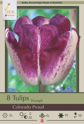 Colorado Proud Triumph Tulip 8 Bulbs 12/+ cm Bulbs