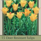 Bronze Charm Tulip 15 Bulbs Very Hardy 6/+ cm Bulbs