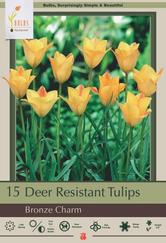 Bronze Charm Tulip 15 Bulbs Very Hardy 6/+ cm Bulbs