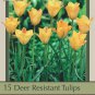 Bronze Charm Tulip 15 Bulbs Very Hardy 6/+ cm Bulbs