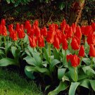 Red Paradise Single Early Tulip 8 Bulbs 12/+ cm Bulbs